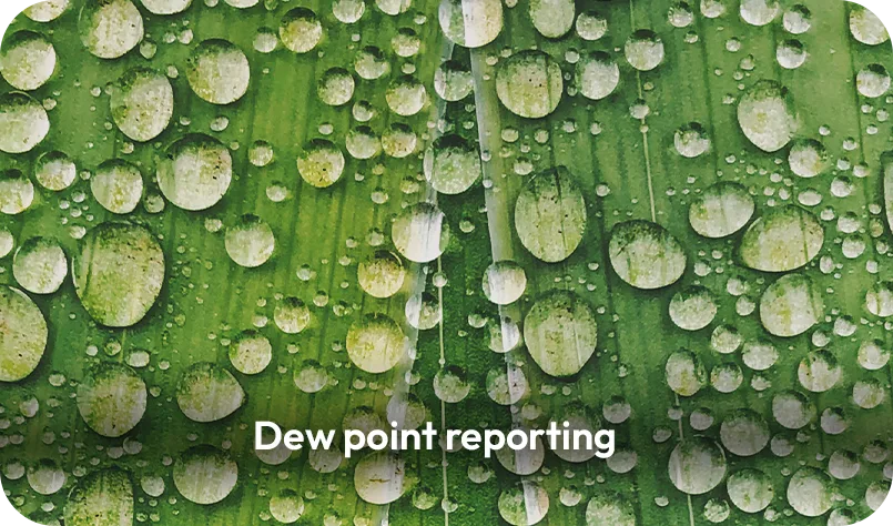 water drops on plant